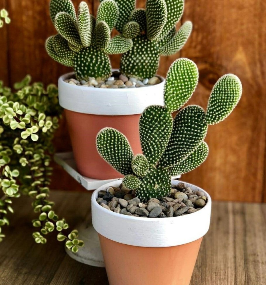 Кактусовидные Суккуленты