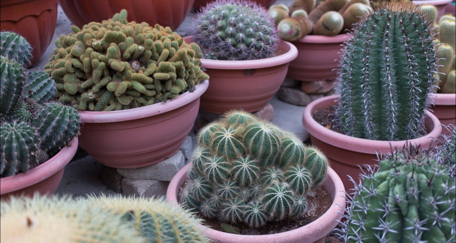 Кактусы в открытом грунте