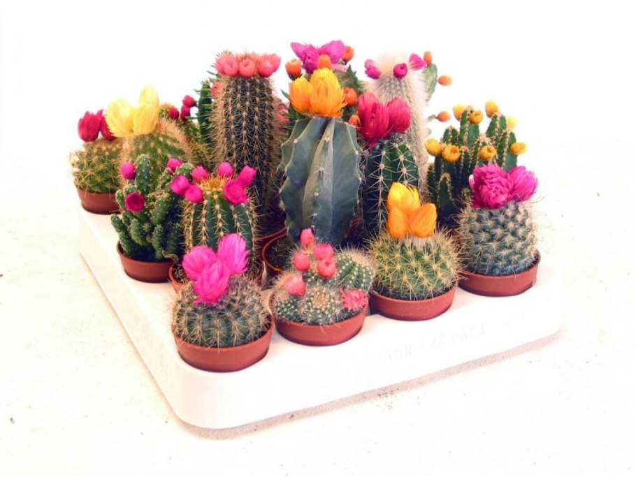 Кактус микс с сухоцветом