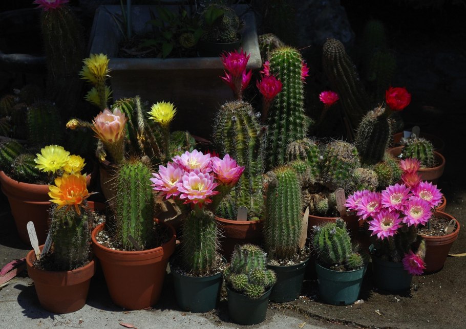 Горшечные цветы кактусовое