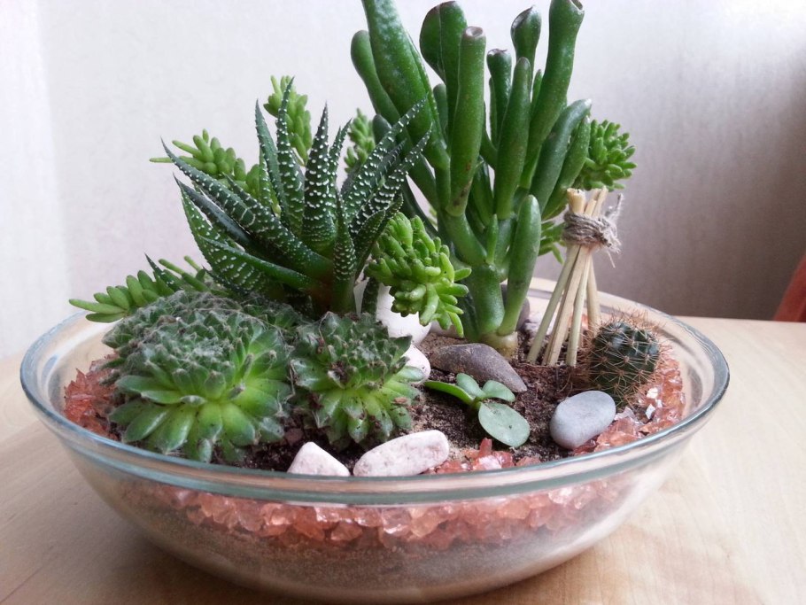 Кактус хавортия мини