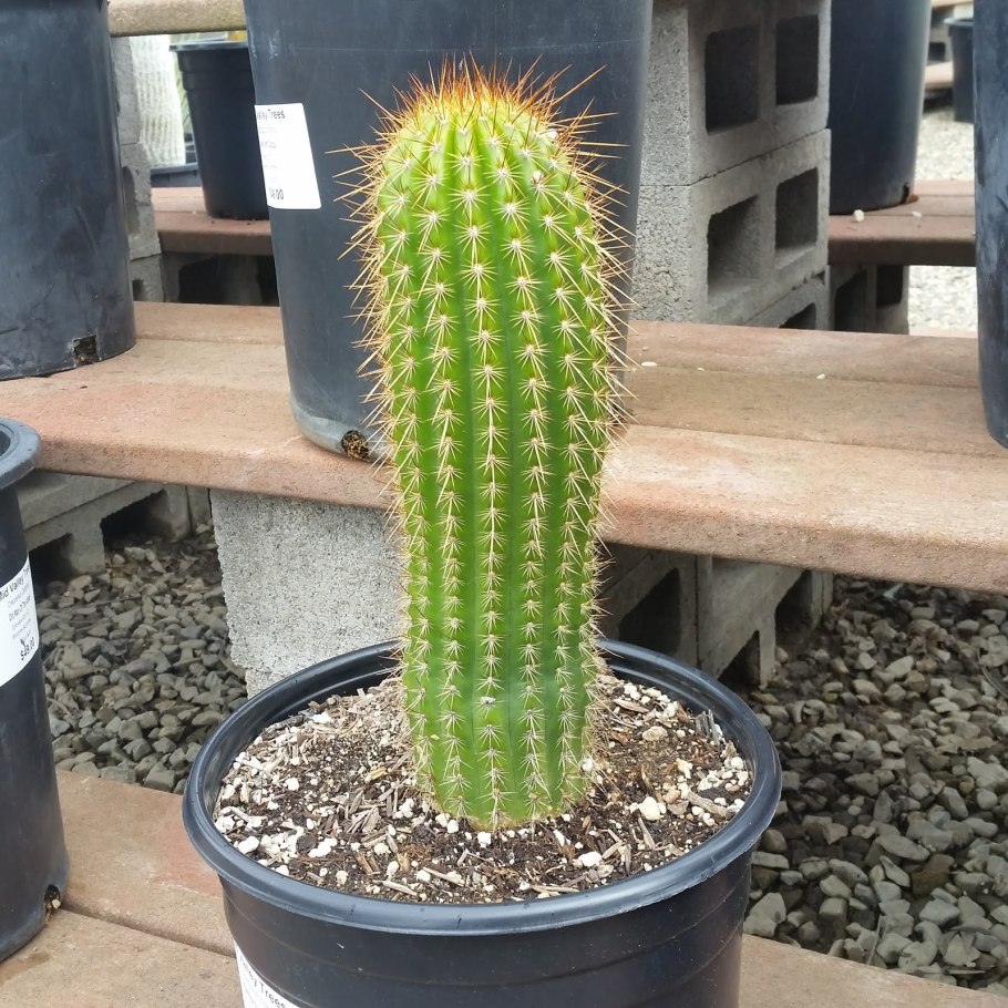 Трихоцереус белеющий (Trichocereus candicans)