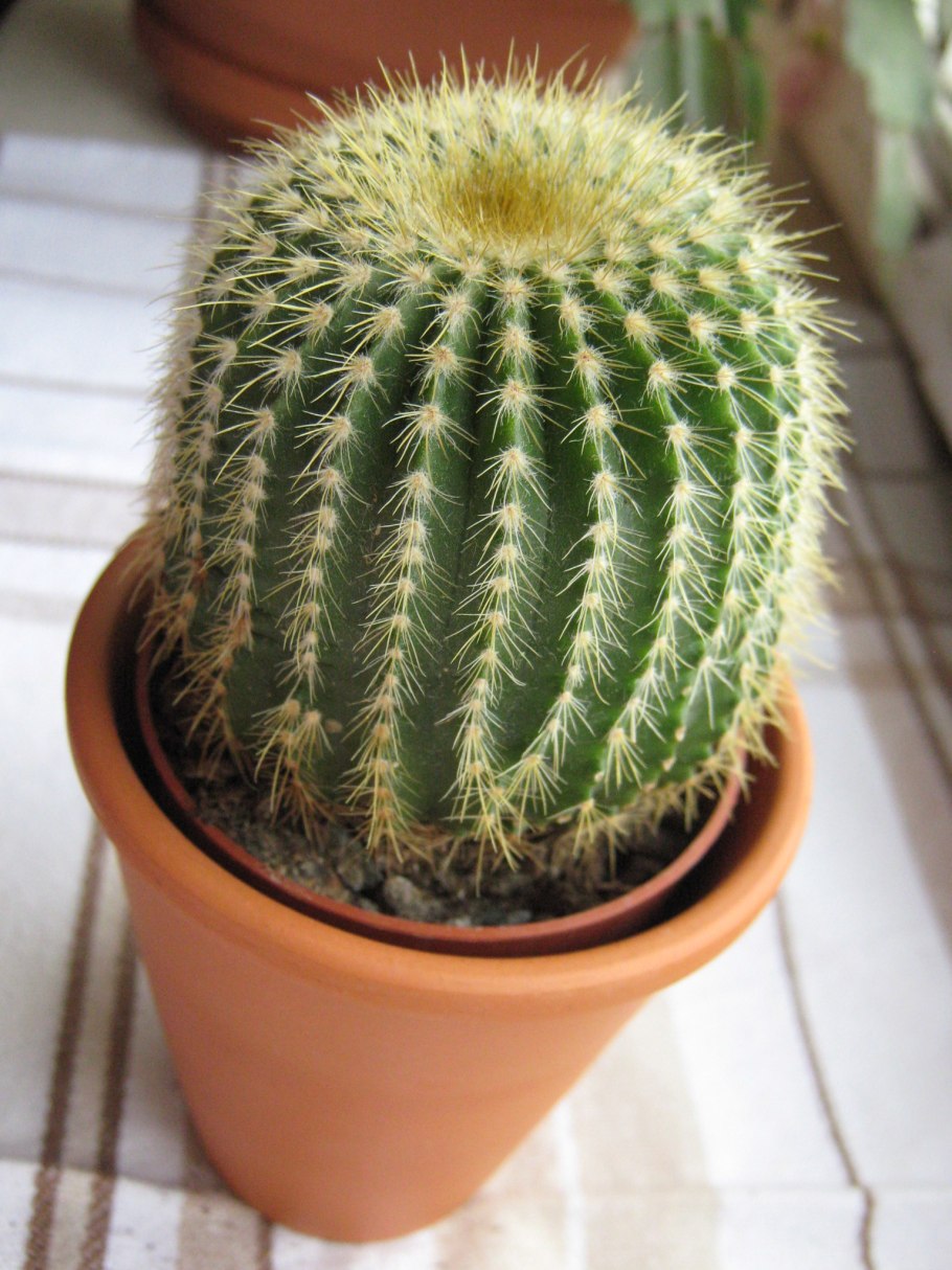 Кактус Гросса