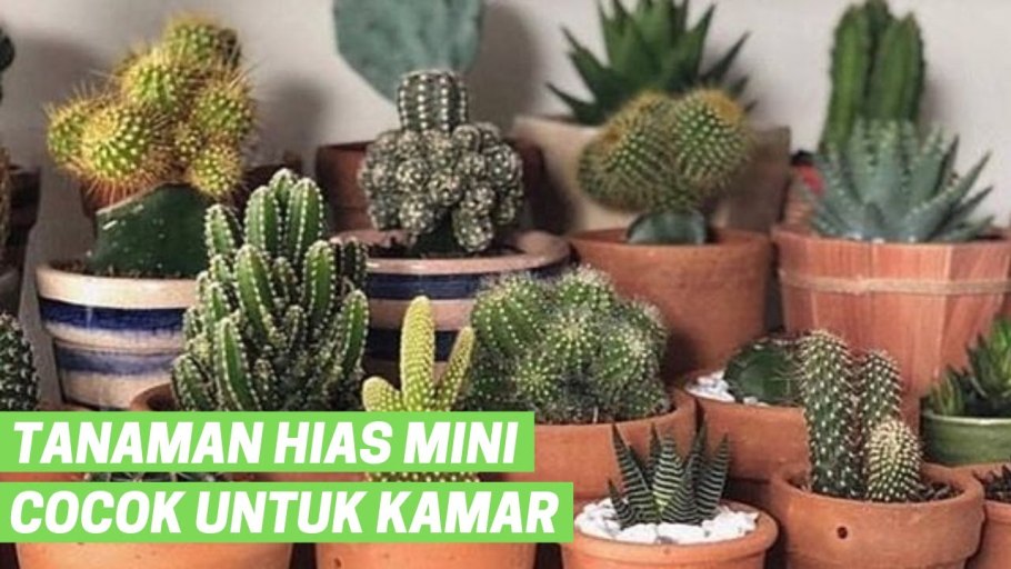 Кактус терракота