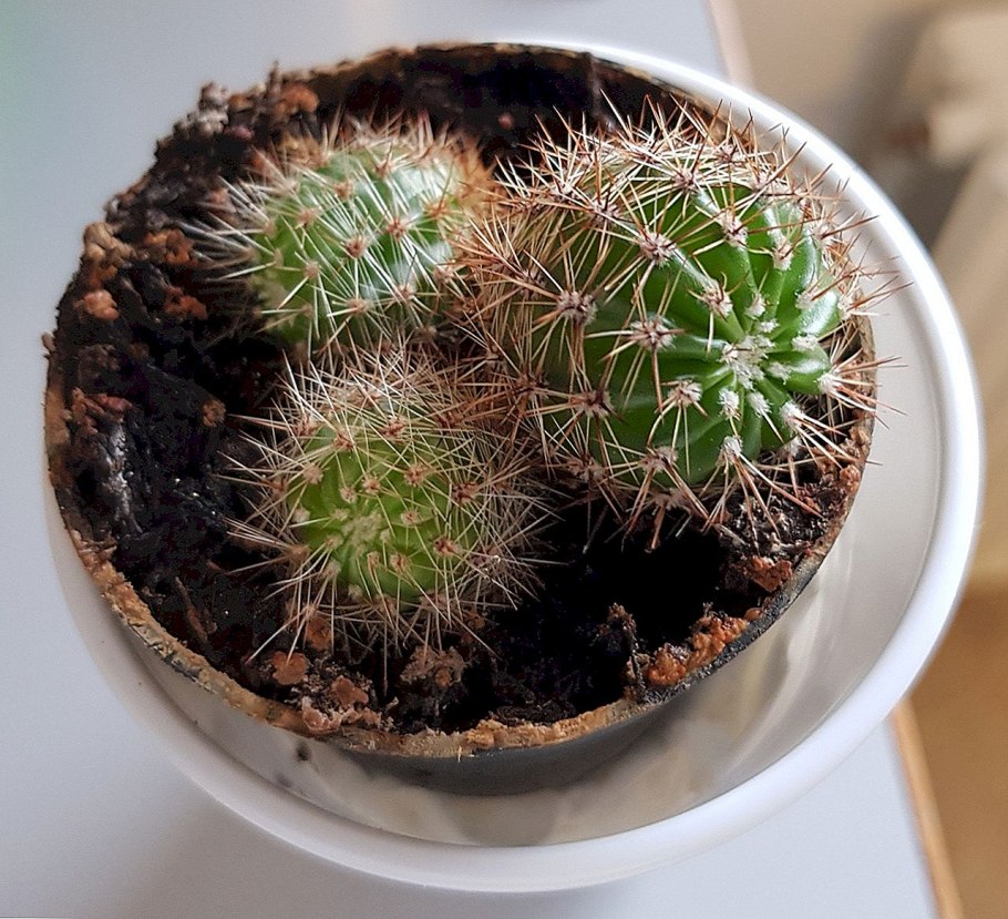 Маргинатоцерес Кактус цветет