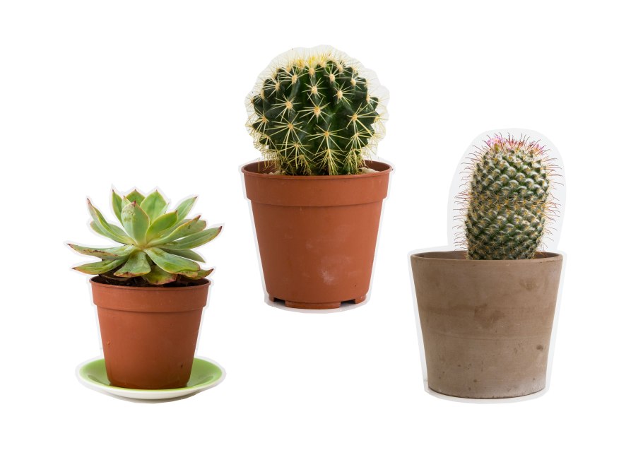 Маленькие кактусы в горшках