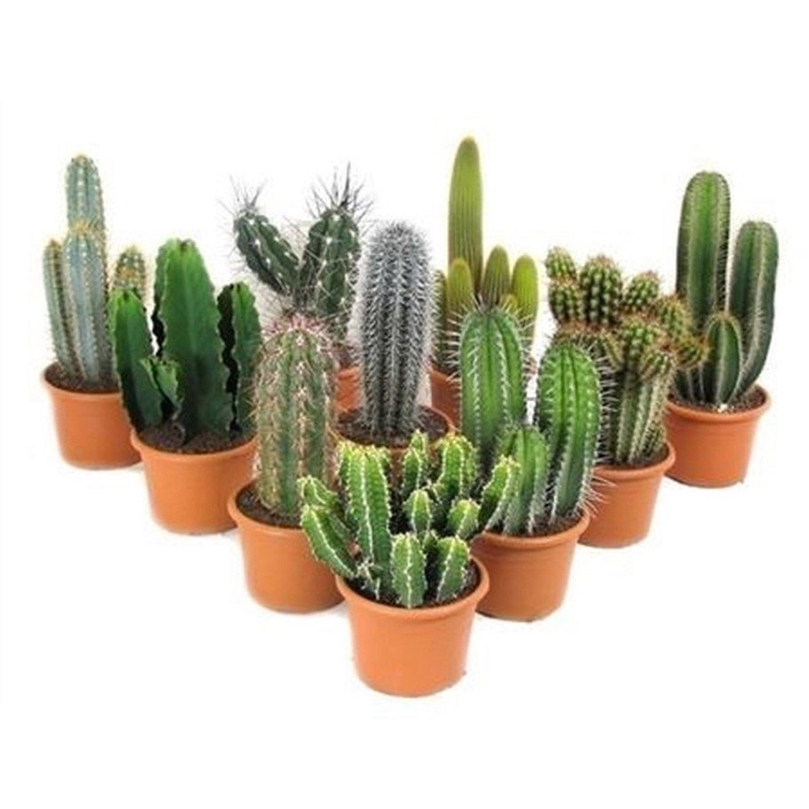 Хавортия Сноу Вайт