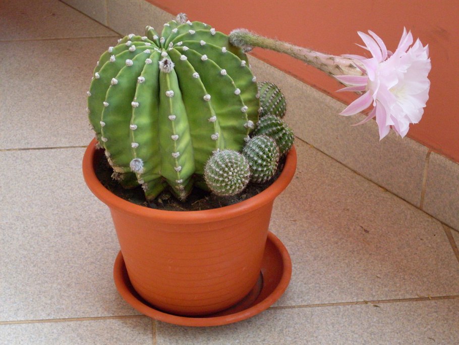 Cactus Pot горшки кактусы Суккуленты
