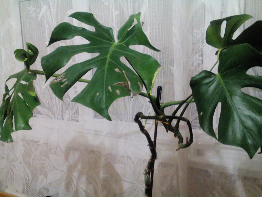 Монстера растение корни