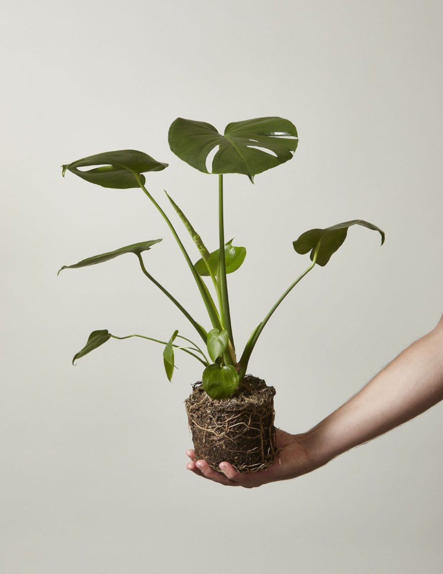 Монстера эпифит