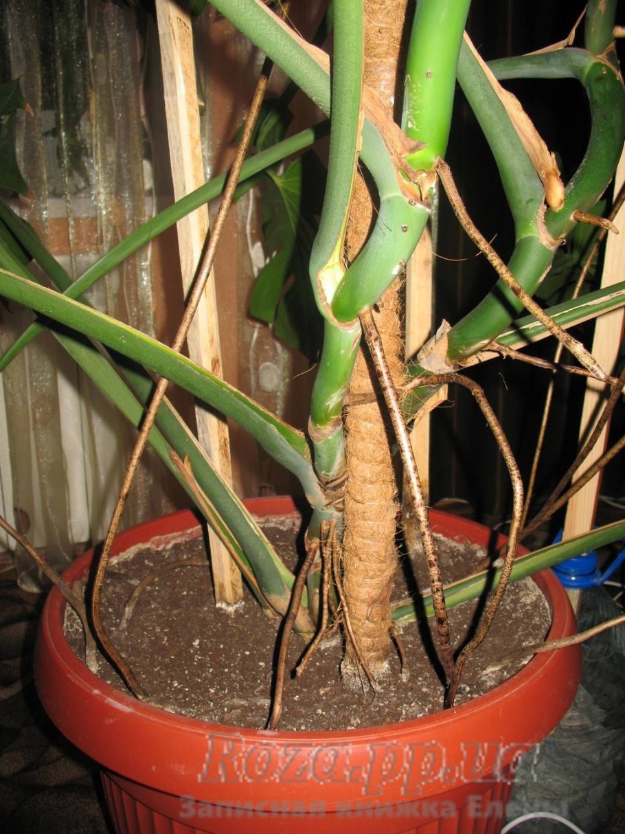 Монстера деликатесная размножение