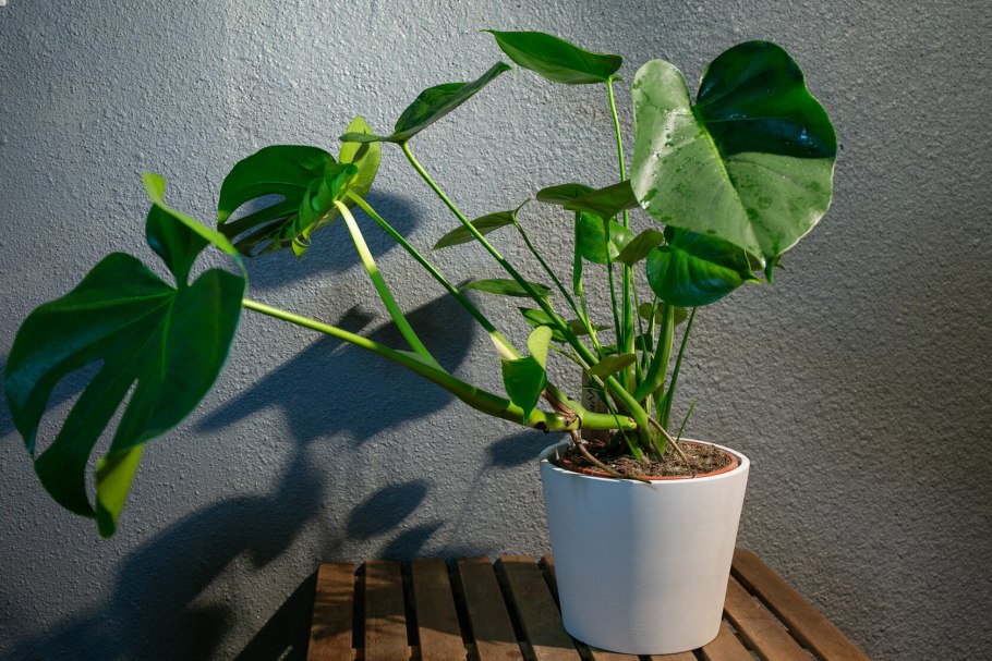 Монстера размножение