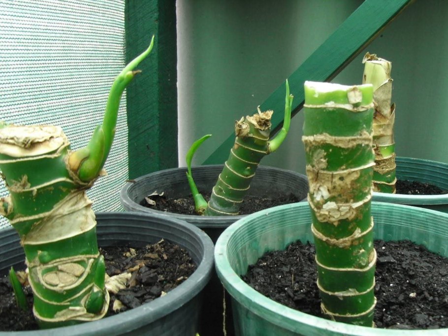 Монстера деликатесная корни