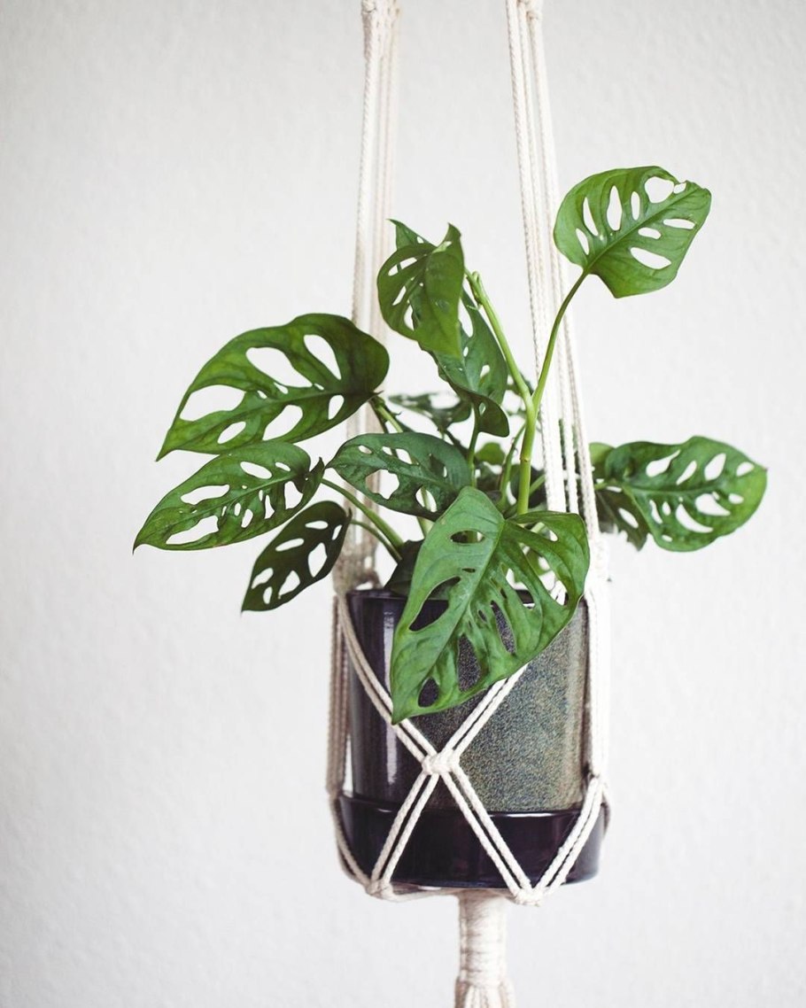 Воздушные отводки монстеры