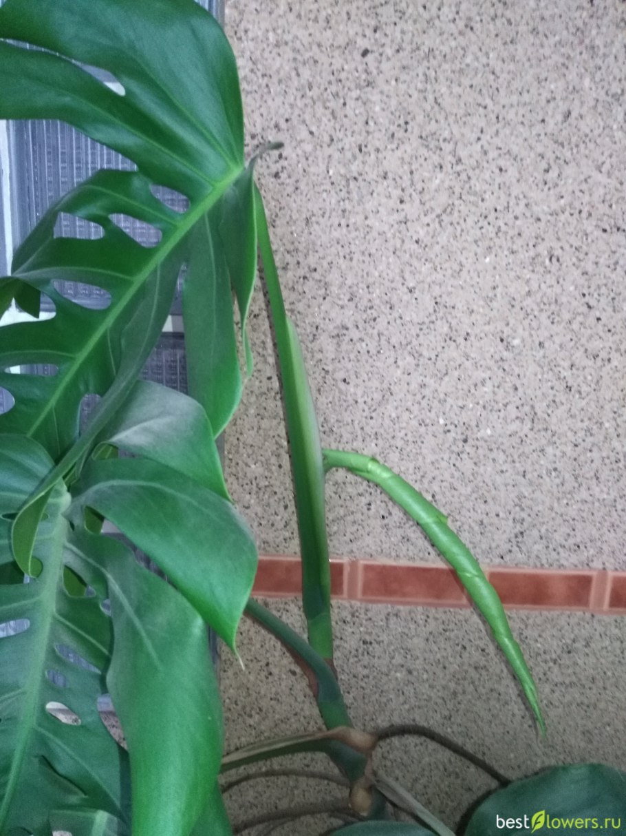 Монстера размножение укоренение