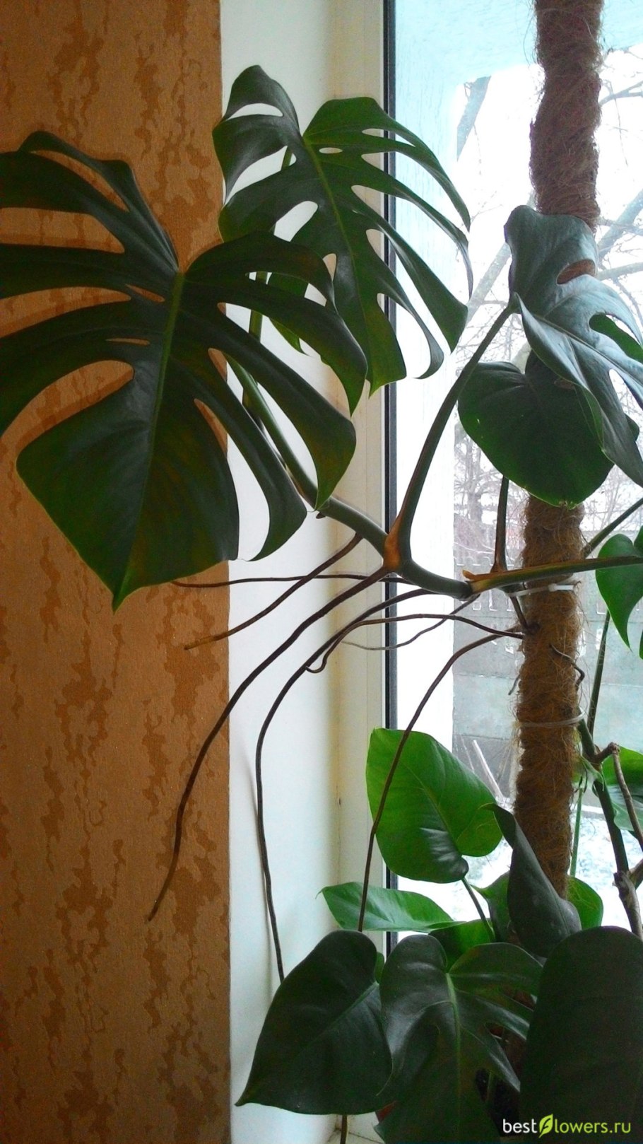 Монстера Адансона Лиана