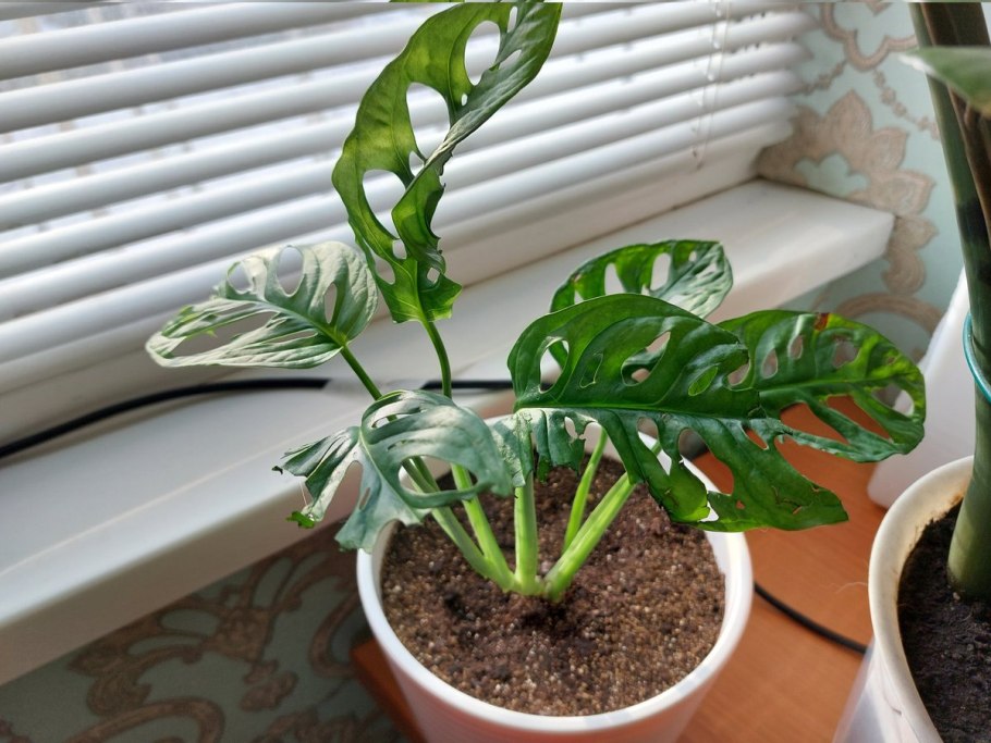 Букет с золотой монстеры