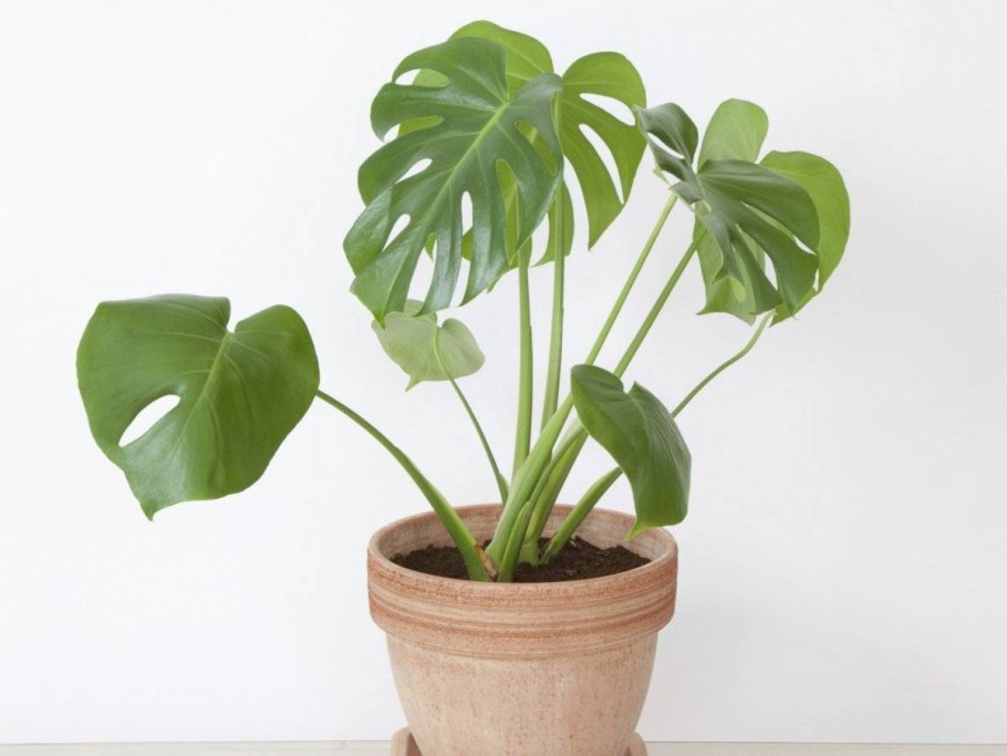 Омолаживание монстеры