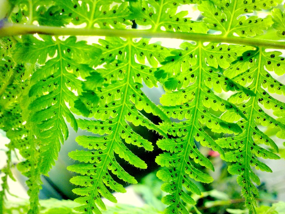 Гроздовник полулунный