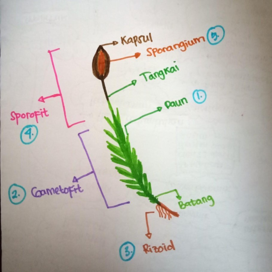 Папоротник Гроздовник
