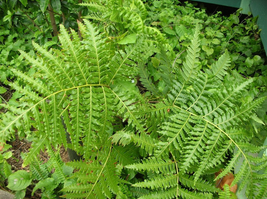 Моховидные и Папоротниковидные