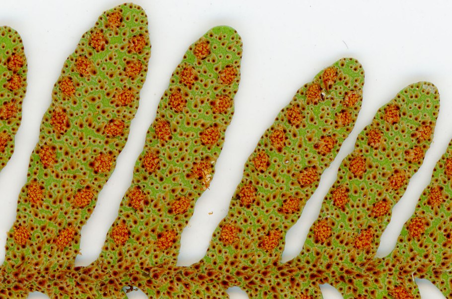 Сорусы папоротника