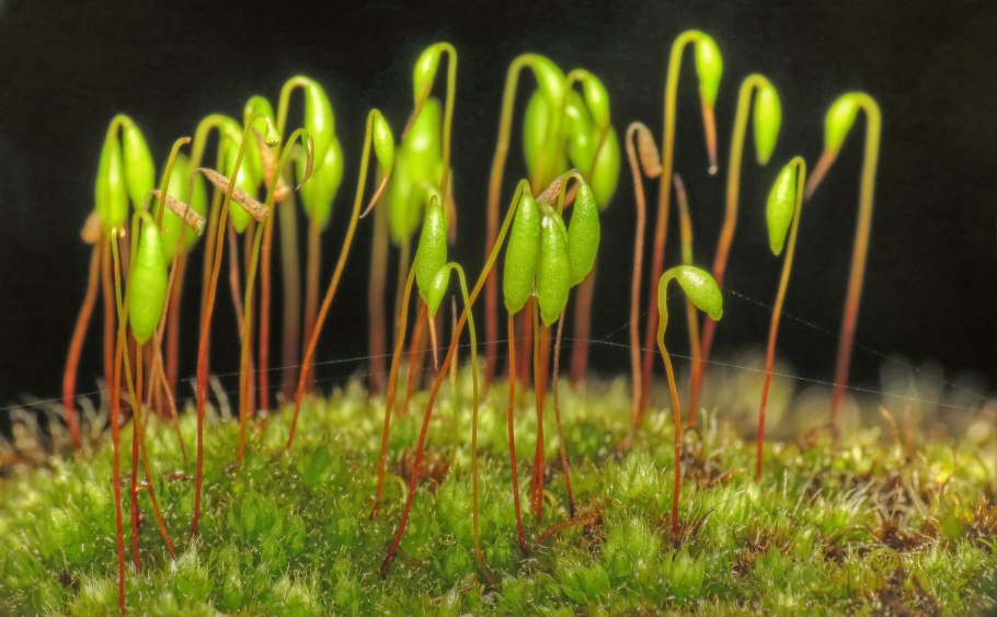 Pleopeltis polypodioides
