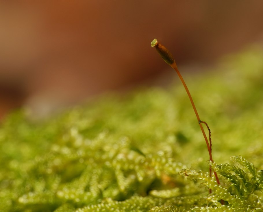 Молодой спорофит папоротника фото