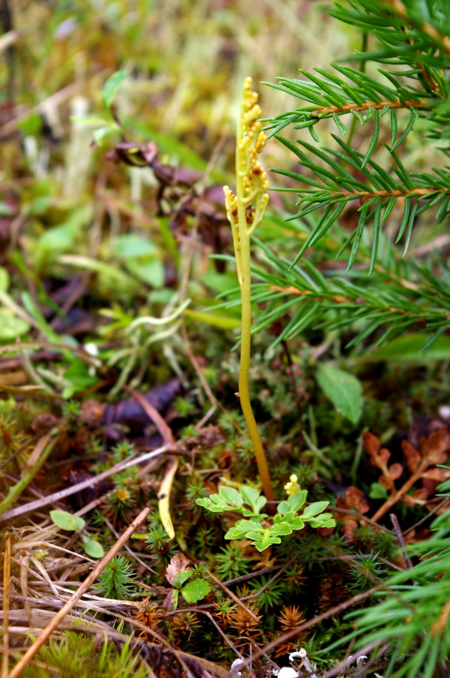 Папоротник Гроздовник виргинский