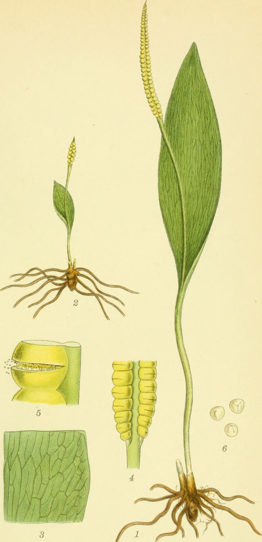 Папоротник Гроздовник виргинский
