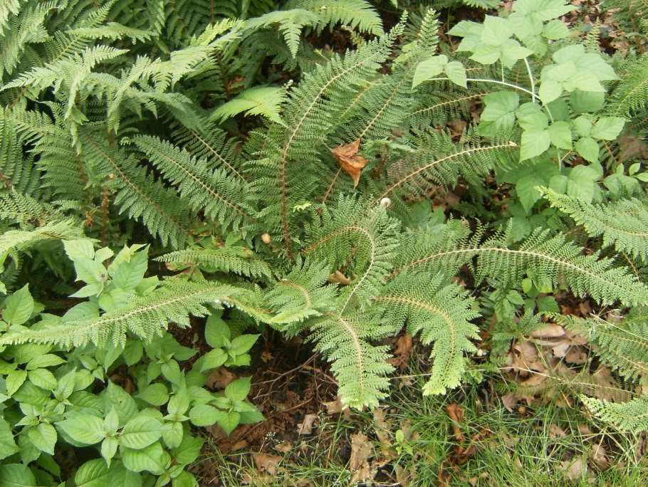 Trichomanes speciosum