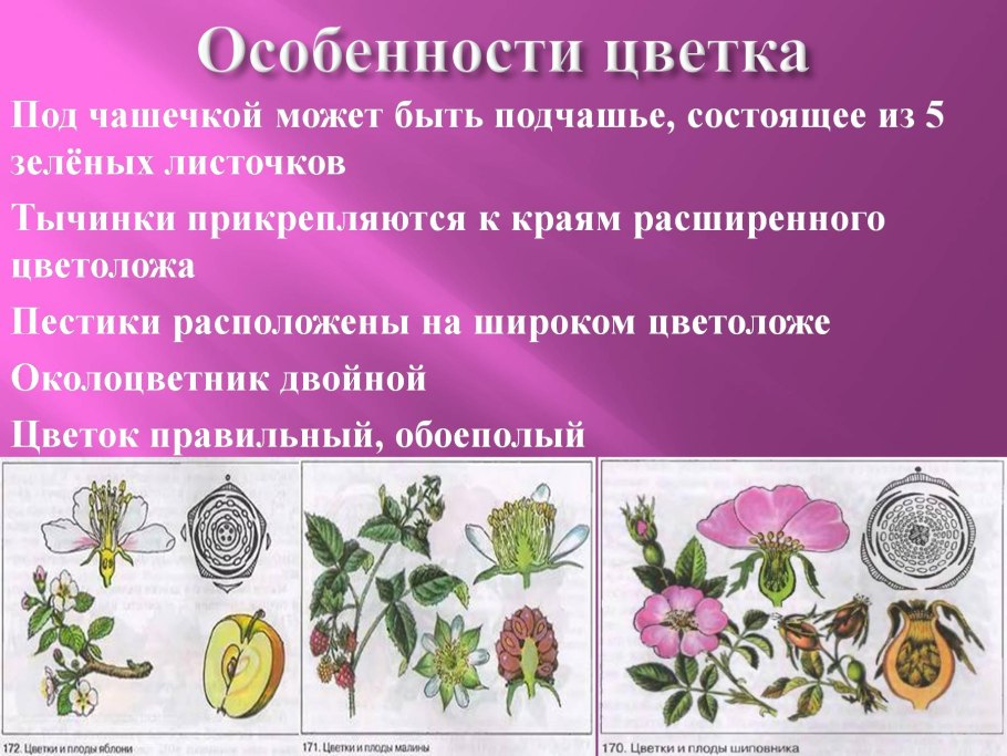 Розоцветные кустарники