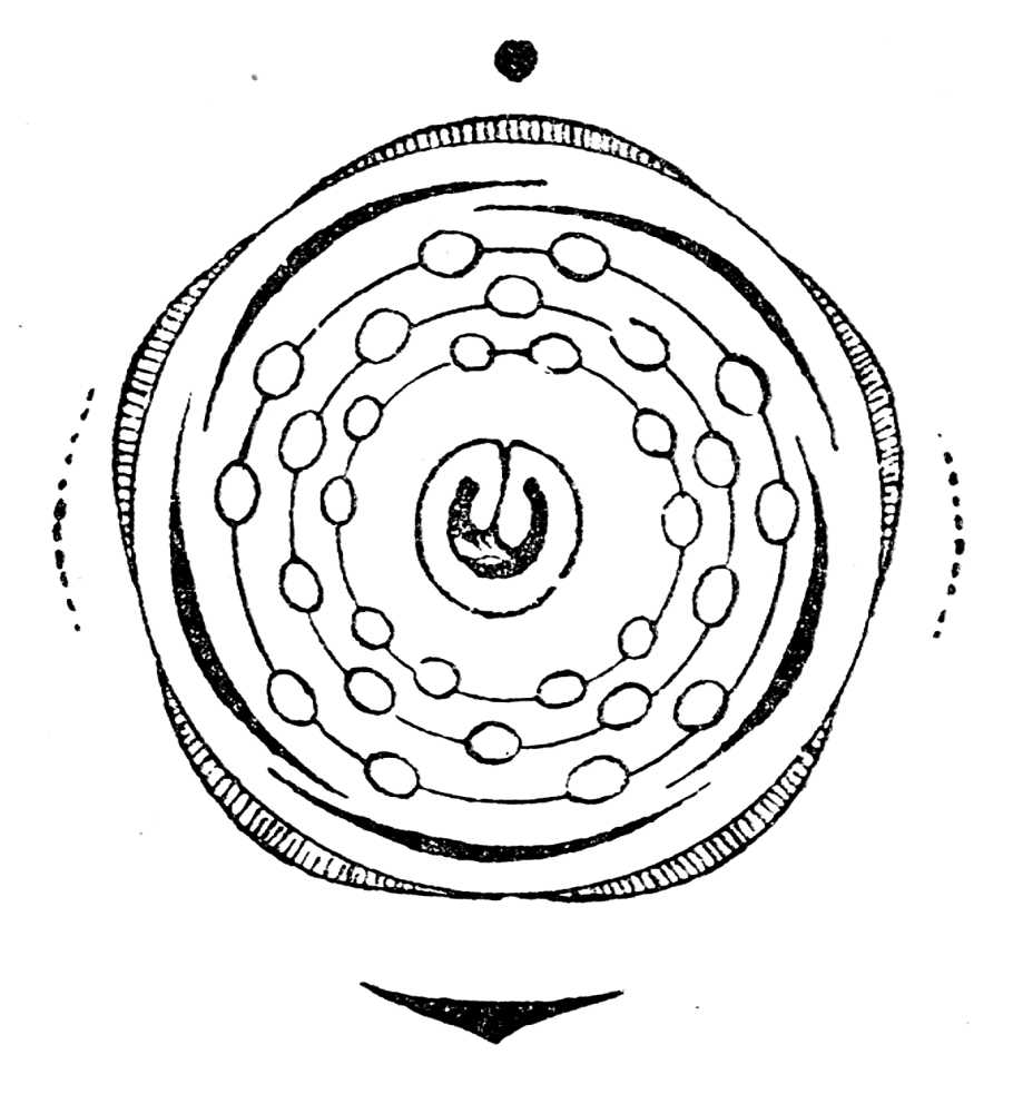 Диаграмма шиповника коричного