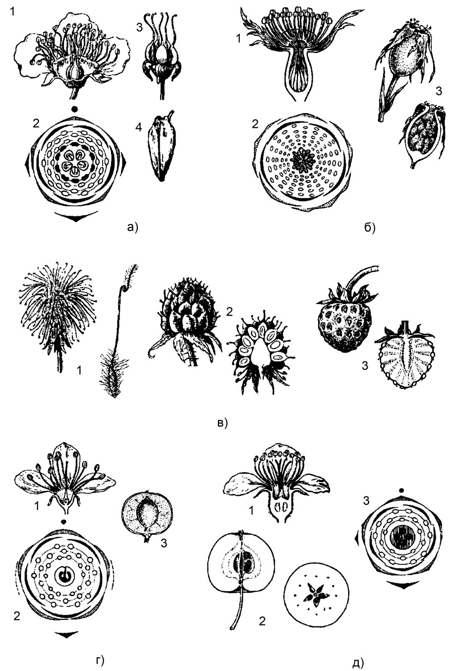 Формула цветка ч5л3т1п1