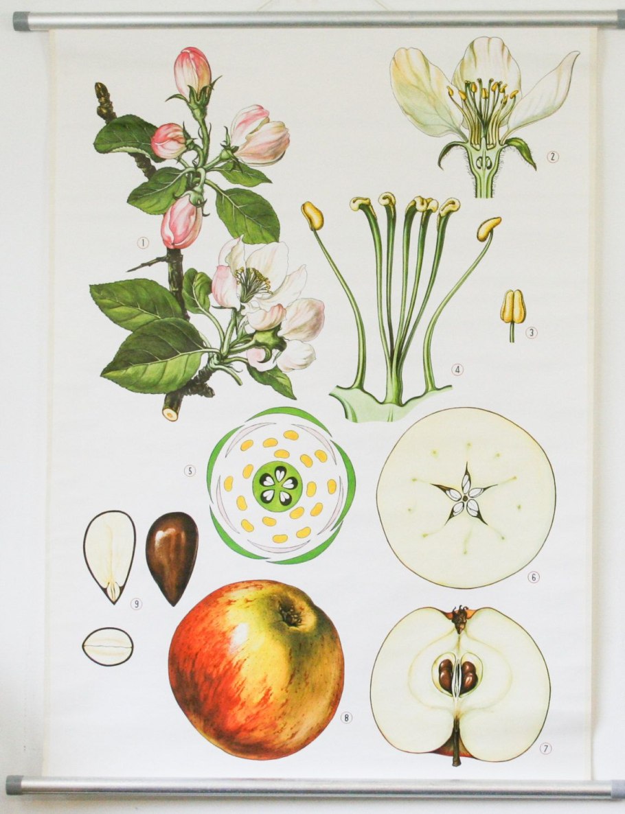 Шиповник собачий (Rosa Canina)