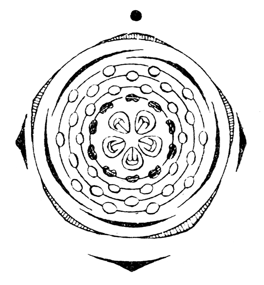 Роза иглистая – Rosa acicularis