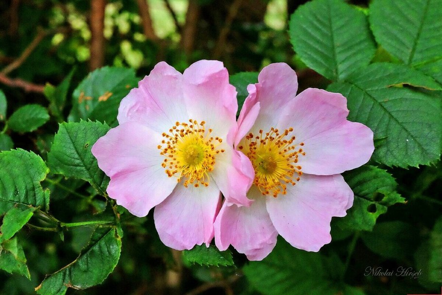 Rosaceae Juss