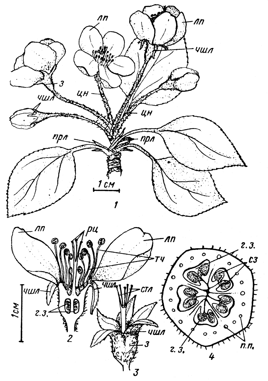 Семейство крестоцветные капустные таблица