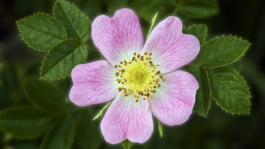 Rosaceae семейство Koren