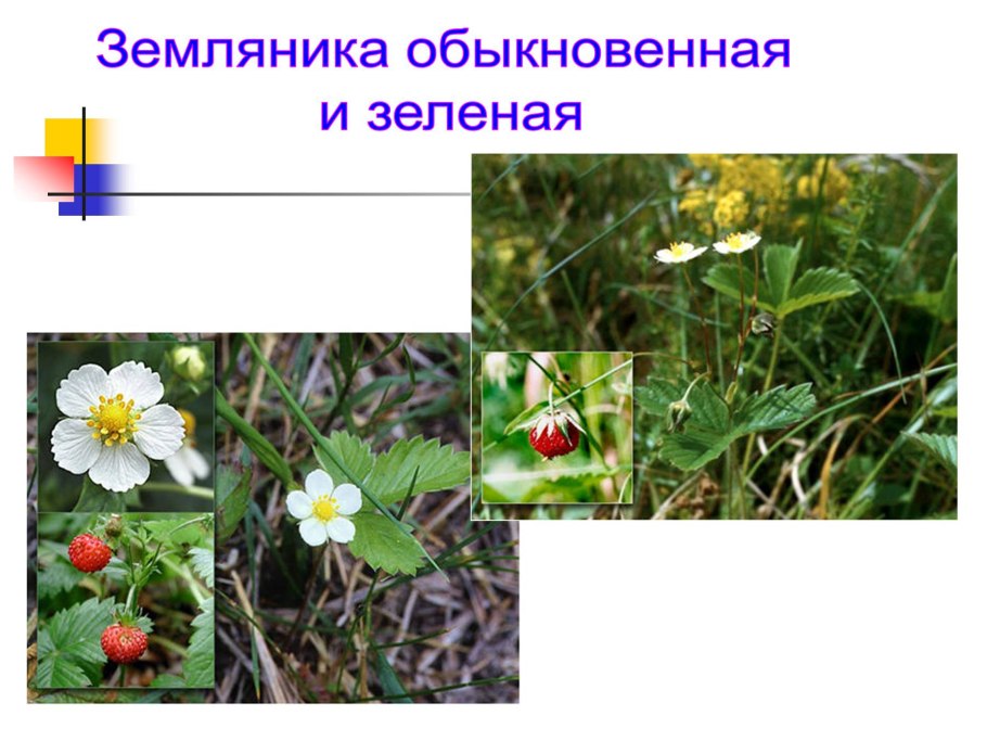 Хеномелес японский семейство