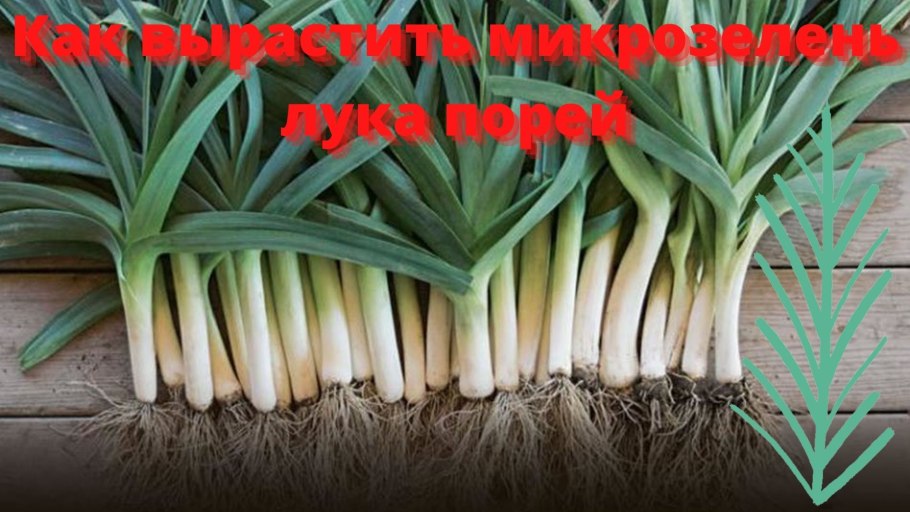 Лук шнитт микрозелень