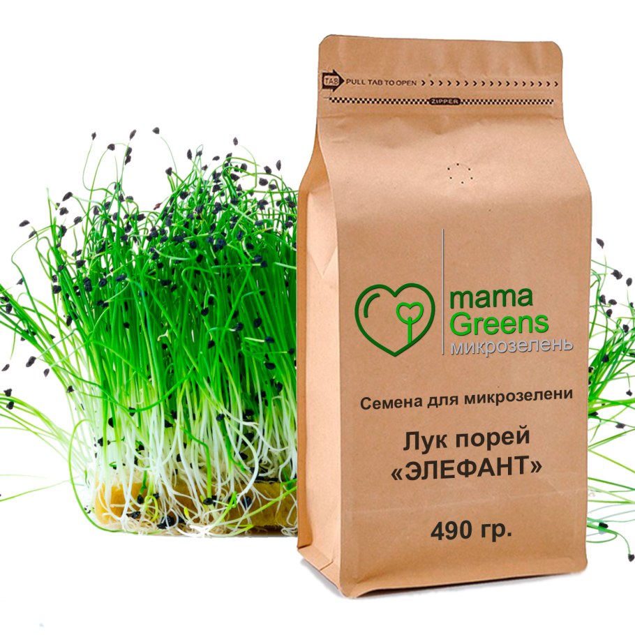 Лук шнитт микрозелень