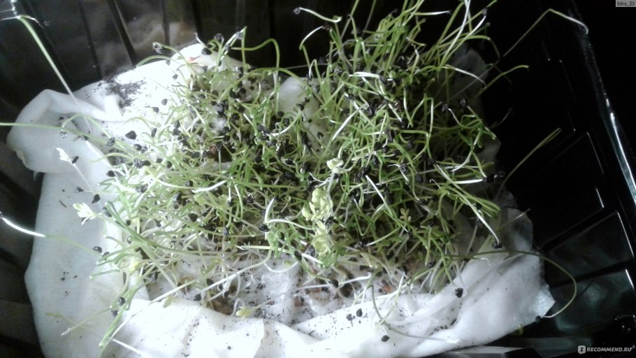 Leek microgreens