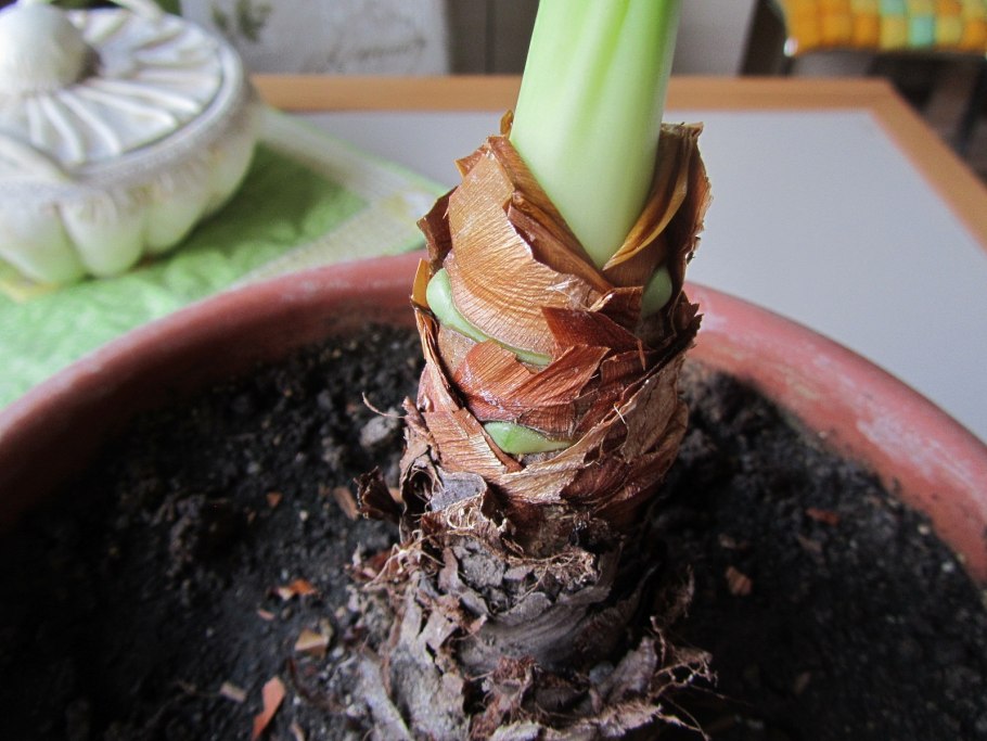 Алоказия Полли клубень