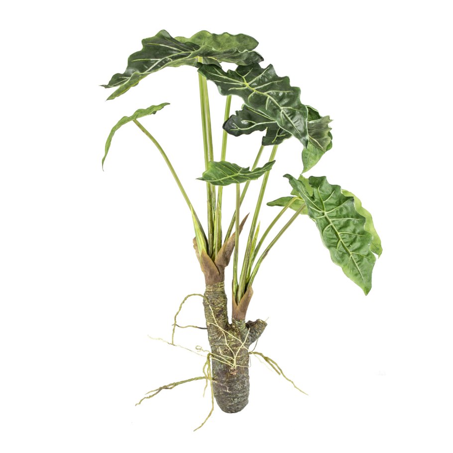 Алоказия Полли клубень