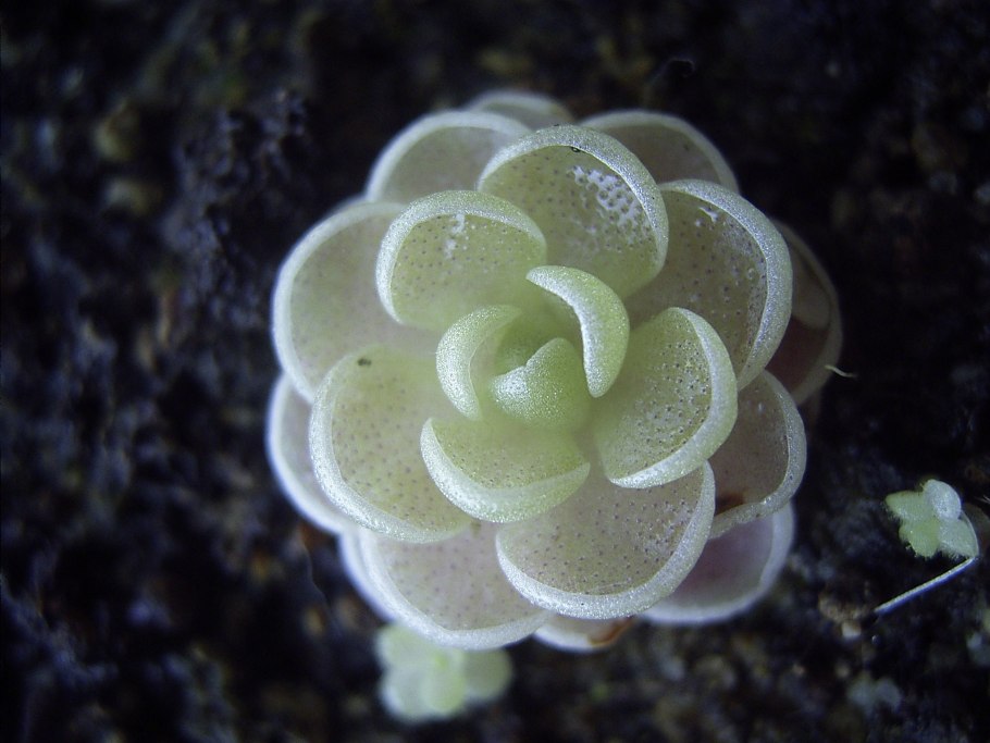 Жирянка (Pinguicula)