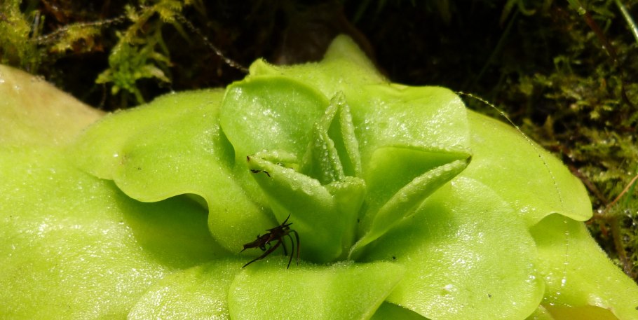 Жирянка (Pinguicula) сорта