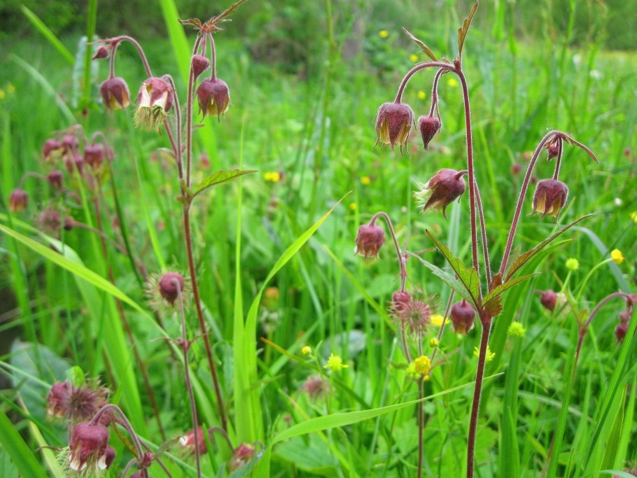 Гравилат Речной – Geum Rivale