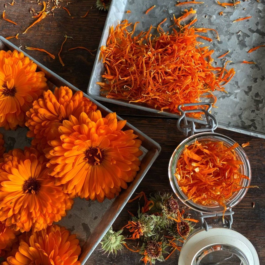 Календула Cheers Tangerine
