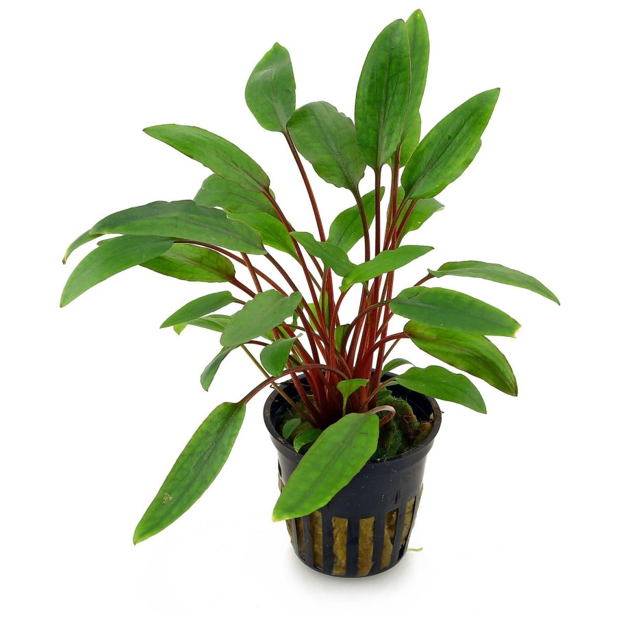 Криптокорина Беккета Петча (Cryptocoryne beckettii Petchii)
